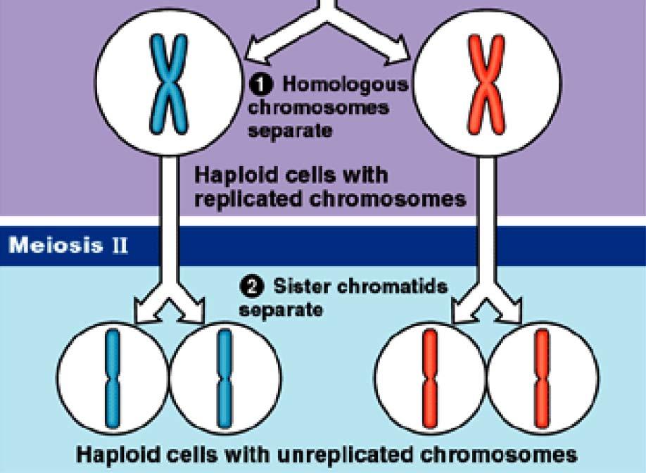 Meiosis an overview Meiosis II Sister chromatids separate Cell Division # 2 Result is FOUR haploid