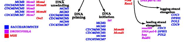 25 Genome Annotation Frank Oliver Glöckner 31 GO Molecular Function  25