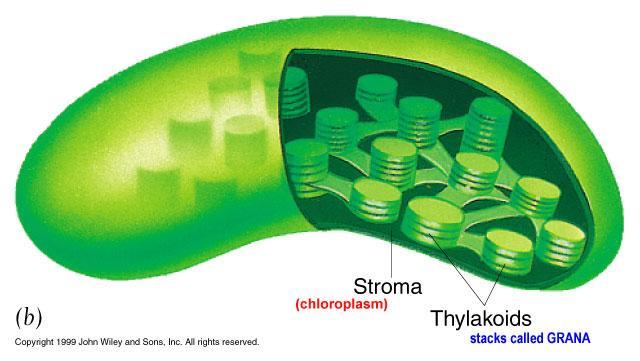 Light Stage (HL) This takes place in the grana of the chloroplast It involves the very fast movement of electrons and is not controlled by enzymes