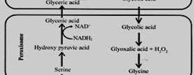 acid and phosphoglycolic acid.