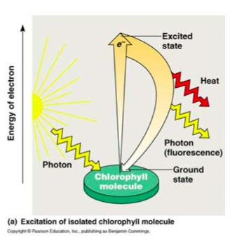 Photoexcitation When atoms absorb energy from the sun, electrons gain energy becoming excited