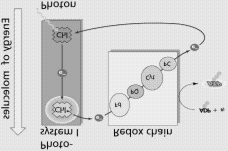 Photophosphorylation Occurs in two ways: Non-cyclic Photophosphorylation Cyclic Photophosphorylation Text pg 144 Noncyclic Photophosphorylation