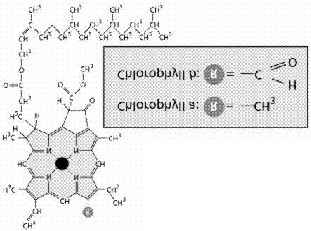 porphyrin ring structure and a long HC tail