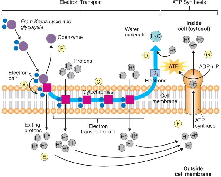 Protons (H + ) are pumped across the cell membrane to create proton gradients that drive ATP synthesis. Did aerobic metabolism really facilitate more efficient energy production?