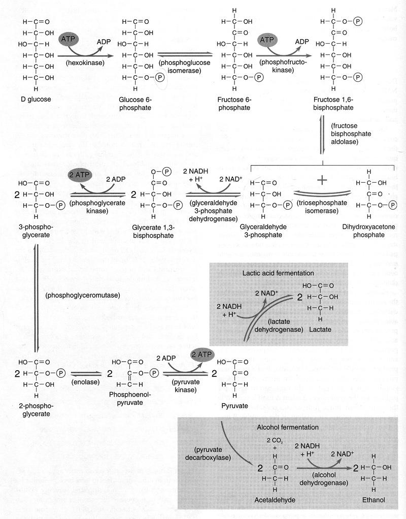 ANAEROBIC METABOLISM Anaerobic glycolysis breakdown of glucose (sugar) in the absence of oxygen (organotrophic nutrition). e.g. Embden-Meyerhof glycolytic pathway Preparatory steps P + Energy steps Yields free energy = 2 ATP All living organisms today share at least a portion of this pathway.