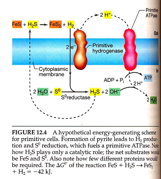 LITHOTROPHIC NUTRITION Anaerobic nutrition (using of sequentially reduced carbon compounds or organic carbon) probably led to the depletion of those reduced organic compounds.