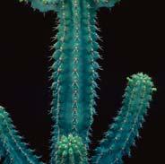 Evidence of adaptation Convergent evolution in unrelated species suggests that those traits did not appear just by chance Leafless, succulent stems; spines; CAM photosynthesis Cactaceae in