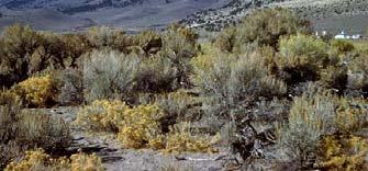 and sagebrush Difficult to define species in hybrid swarms 23