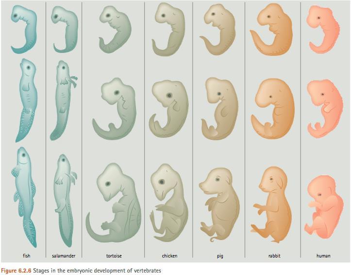Embryology embryos of several different species share