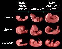 In an early stage of the human embryo a gill slit and a tail