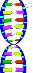 Making proteins (HT only) 1) DNA unravels and a copy of one strand is made 2) The