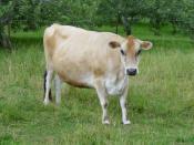 The Friesian cow produces large quantities of milk, the Jersey cow