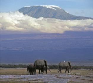 Geographic Isolation Different species can be formed by geographic isolation, for example, consider an African elephant: 1) Elephants are separated by a geographic feature e.g. a 2) Elephants on each