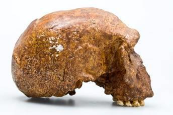 Fossil records Fossil records can provide a useful way of observing a species development: The Stenheim skull, found in Germany in 1933 Oh no The problem is, many early forms of life
