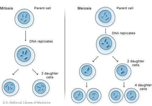 Mitosis vs. Meiosis Mitosis: 1. Used for growth and repair of cells 2. Used in asexual reproduction 3.