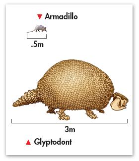 Glyptodont giant armored animal found in area where