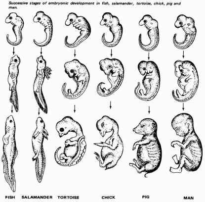 EMBRYOLOGY Early developmental stages of vertebrates look very similar Same groups of embryonic cells develop in same order and in similar patterns to produce many