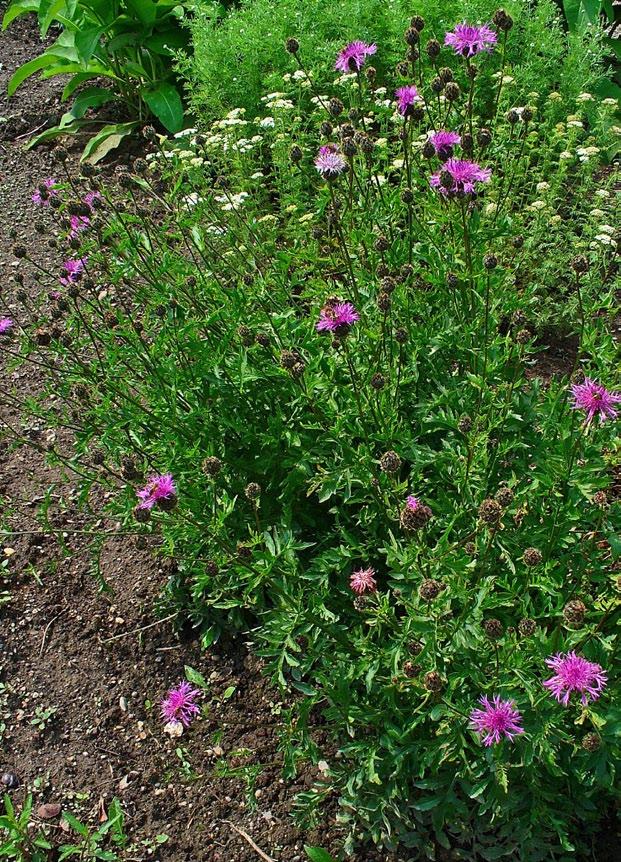 Response to Invasion: Managing Spotted Knapweed by Anastasia P.