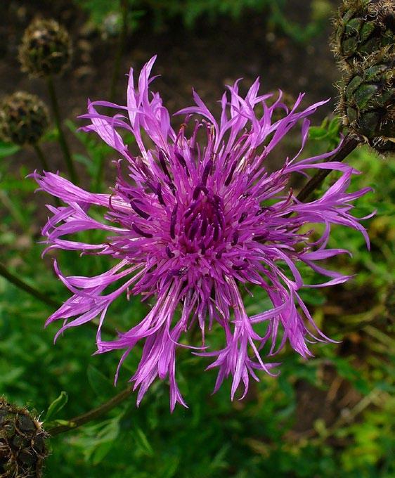 spotted knapweed infestation in National Forest in Montana. In Montana, spotted knapweed is listed as a priority 2B noxious weed (Montana Department of Agriculture, 2010).