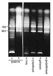 than with other methods (Figure 1, lanes 1 and 2). Figure Analysis of RNA extracted from maize tissues. Non-denaturing agarose gel analysis (4% agarose in TAE buffer (ph 8.0) containing 0.