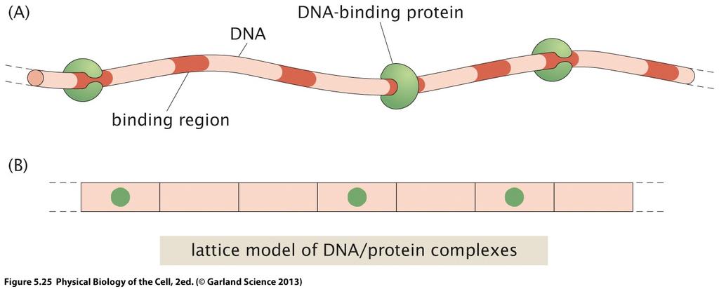 Calculating entropy N p proteins bind non-specifically to N binding sites on DNA What is the entropy