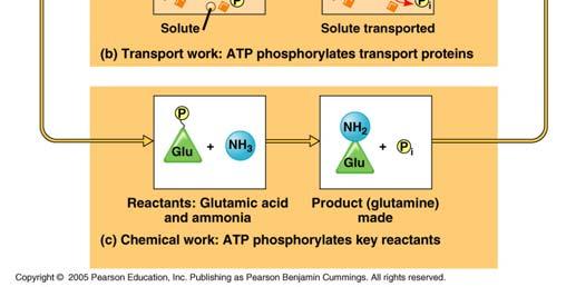 cellular work A phosphate is