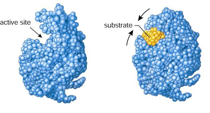 Enzymes lower energy of activation by bringing the substrates into contact with one another.