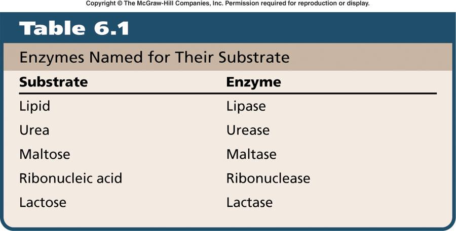 Enzyme Speed Generally, enzyme activity increases as substrate concentration increases.