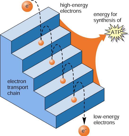 Electron Transport System A series of membrane-bound carriers that pass