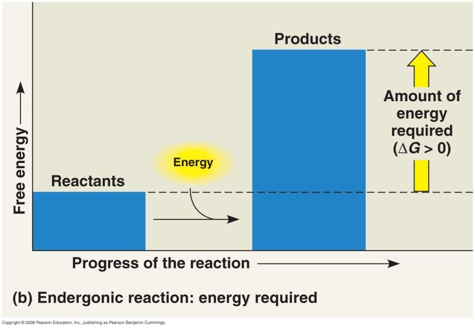 Endergonic Reactions in Metabolism An endergonic reaction absorbs free energy from its surroundings and is nonspontaneous An endergonic reaction stores free