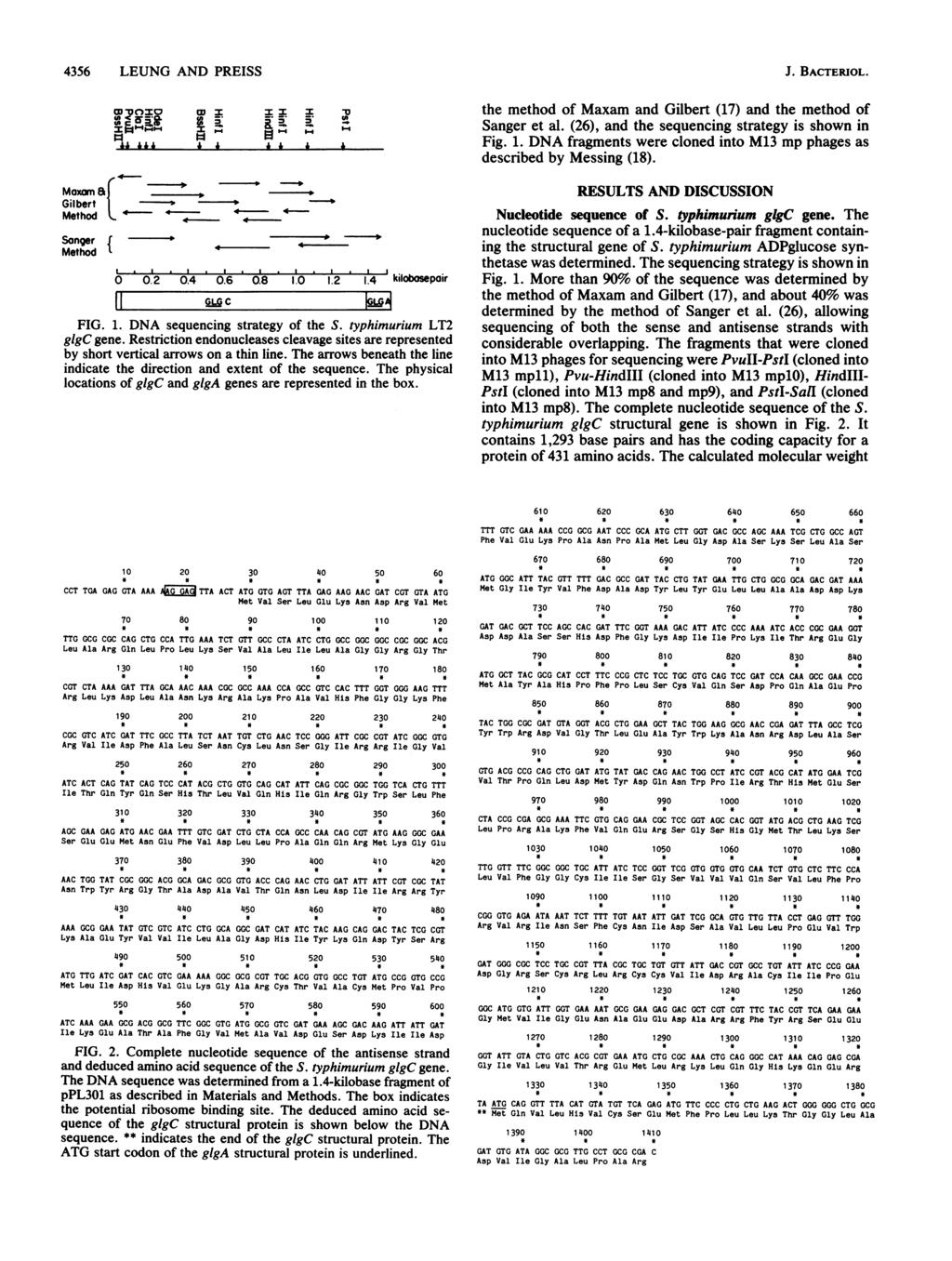 &M, 4356 LEUNG AND PREISS W'OOXD I IL IL I Maxam a, Gilbert 1. - Method < ' - = Songer { Method1 0 0.2 0.4 0.6 0.8 1.0 1.2 1.4 kilobosepoir FIG. 1. DNA sequencing strategy of the S.