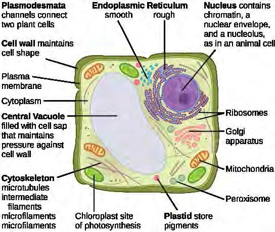 in animal cells. Plant cells do not have lysosomes or centrosomes.