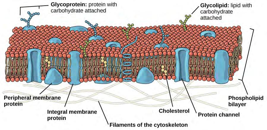 Chapter 4 Cell Structure 111 two fatty acid chains and a phosphate-containing group. The plasma membrane controls the passage of organic molecules, ions, water, and oxygen into and out of the cell.