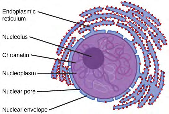 112 Chapter 4 Cell Structure Figure 4.11 The nucleus stores chromatin (DNA plus proteins) in a gel-like substance called the nucleoplasm.