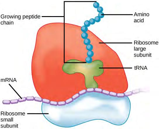 Chapter 4 Cell Structure 113 The Nucleolus We already know that the nucleus directs the synthesis of ribosomes, but how does it do this?