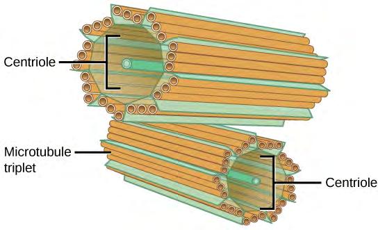 Chapter 4 Cell Structure 115 Figure 4.15 The centrosome consists of two centrioles that lie at right angles to each other. Each centriole is a cylinder made up of nine triplets of microtubules.