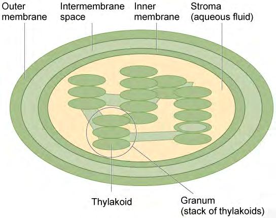 116 Chapter 4 Cell Structure Figure 4.17 The chloroplast has an outer membrane, an inner membrane, and membrane structures called thylakoids that are stacked into grana.