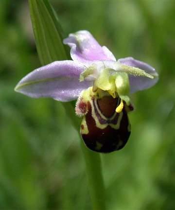 orchid and bee pollinators with Europe, including bee mimic orchids and their pollinators