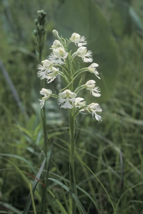 prairie finged orchid loss of herbs with