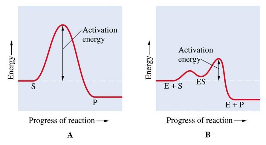 Figure 13.1: Potential-Energy Curves for the Reaction of Substrate S, to Products, P 14 Figure 13.