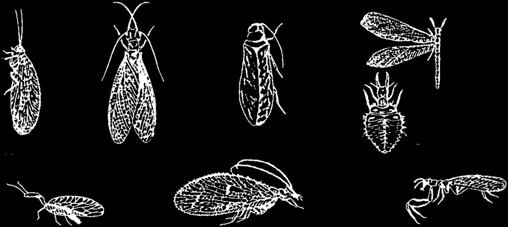 Figure 6.15 Order Neuroptera. Dustywing Snakefly Figure 6.16 Order Odonata Damselfly Figure 6.