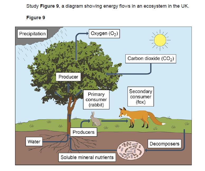 13 Section B The living world An example of a small-scale UK ecosystem Exam Style Questions Describe the role of