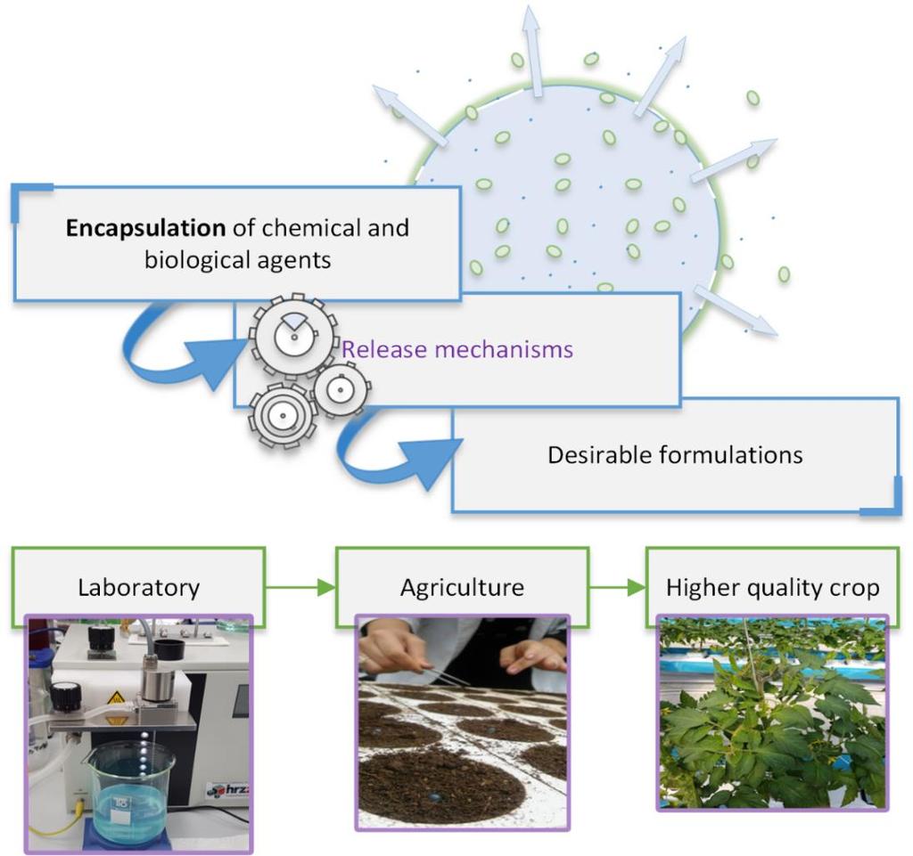 Strategy of investigation Phytopatology (viability of Trichoderma viride) Physicochemical properties of microparticles Microspheres/microcapsule size and morphology (light microscopy, CLSM, SEM)