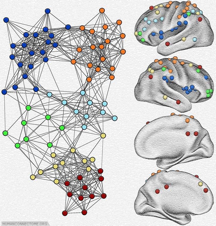 Modularity in the Brain Modularity in the brain system indicates that there are groups of brain