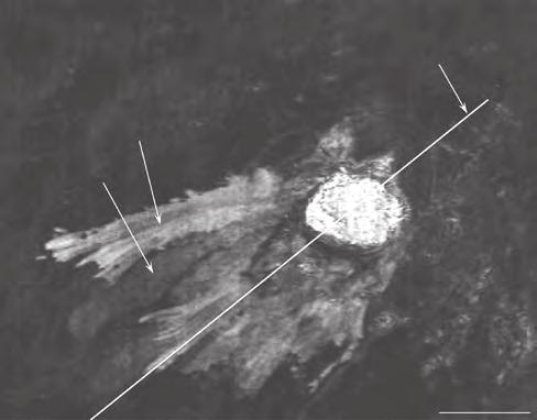 6 Hydrocarbon Seepage: From Source to Surface reflectors seen in Figure 9. Figure 11 shows a side-scan sonar image of the same mud volcano.
