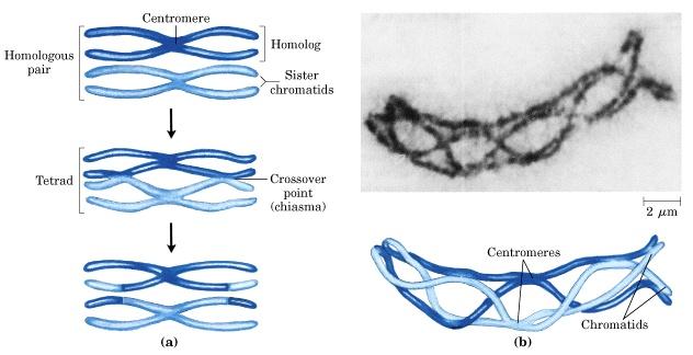 crossing over: a precise breakage and reunion event that occurs between two non-sister chromatids pieces of the DNA strands in the two chromatids are exchanged paired