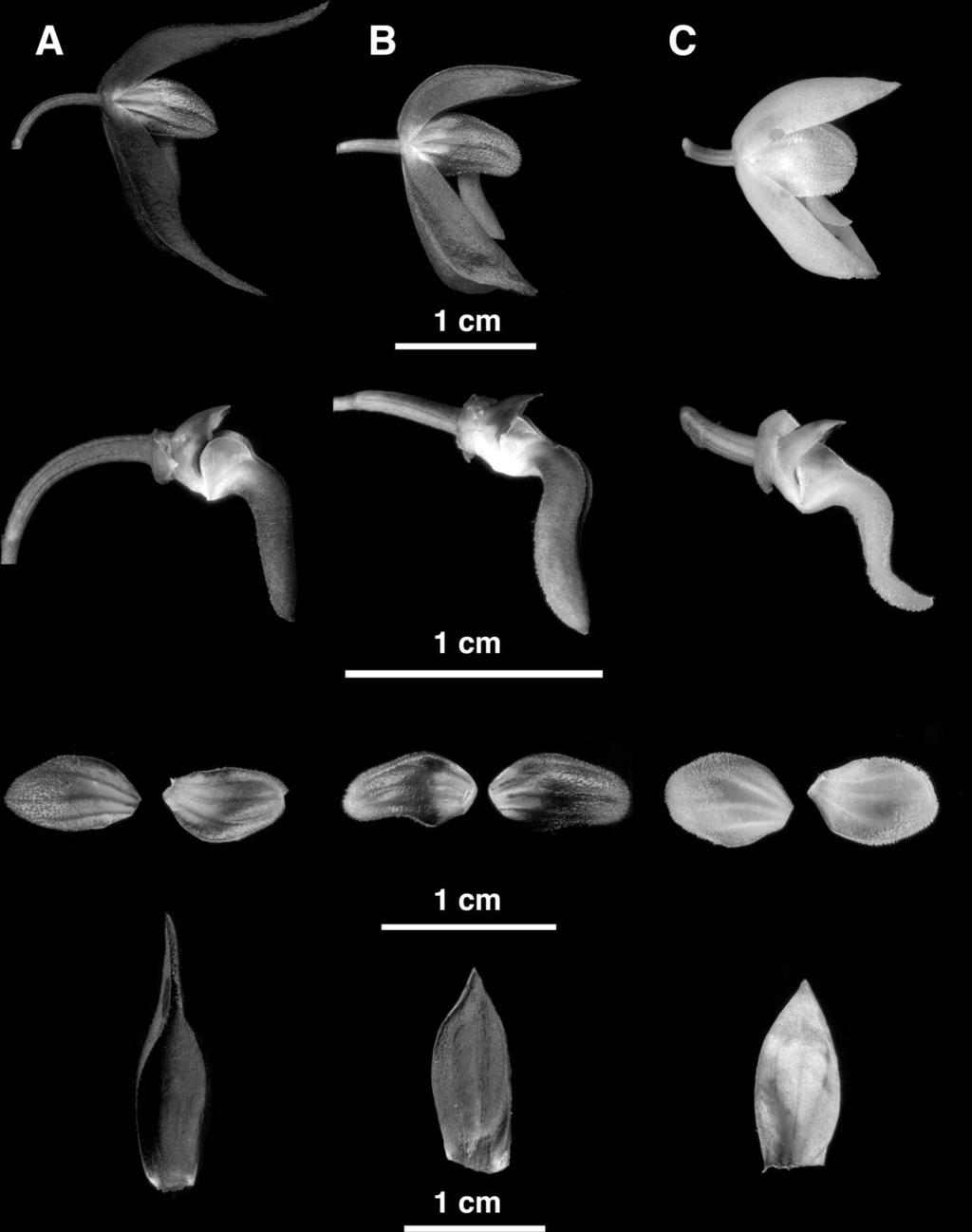 2013] KARREMANS AND BOGARÍN: NEW SPECIES OF DRACONTIA 313 Fig. 4. Comparison of (1) flowers, (2) column and lip, (3) petals, and (4) dorsal sepal, as seen from top to bottom. A. Dracontia hydra Karremans & C.
