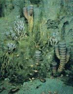Cambrian Marine Life Trilobite