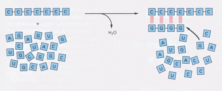 can influence subsequent reactions by acting as a catalyst Autocatalytic systems Complementary templating Origin of life