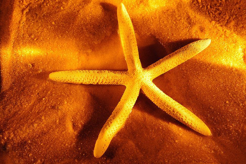 Benthos A starfish is